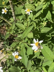 Bidens alba