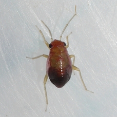 Slaterocoris