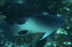 Chrysiptera rollandi