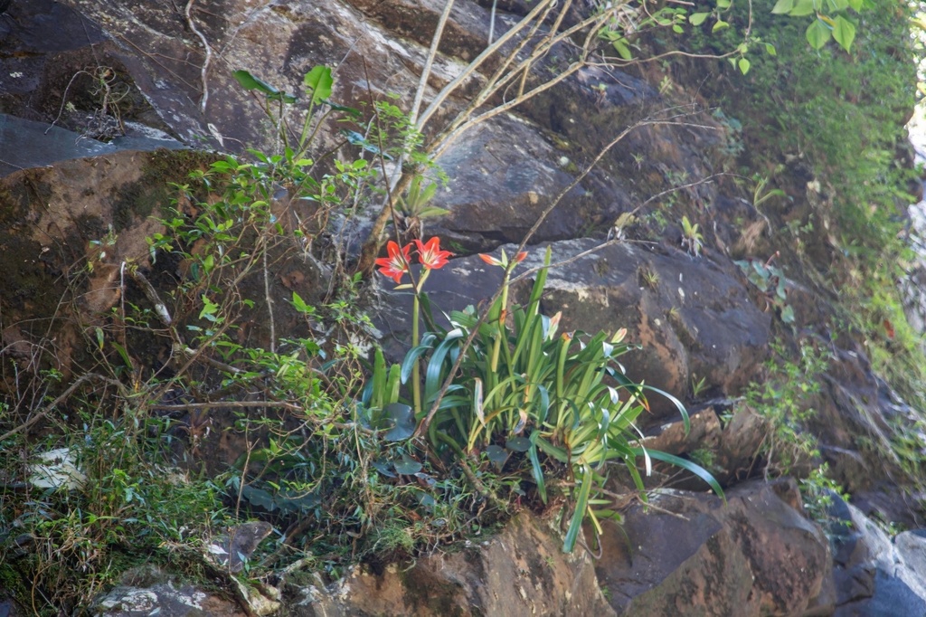 Hippeastrum verdianum  iNaturalist