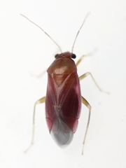 Slaterocoris