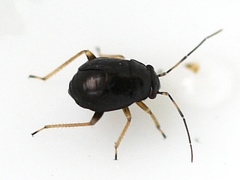 Slaterocoris