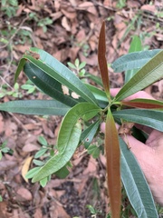 Samadera bidwillii