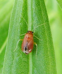 Slaterocoris