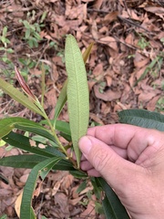 Samadera bidwillii