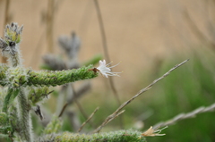 Echium italicum biebersteinii