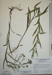 Symphyotrichum robynsianum