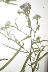 Symphyotrichum robynsianum