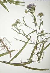 Symphyotrichum robynsianum