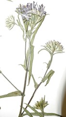 Symphyotrichum robynsianum