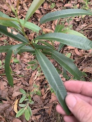 Samadera bidwillii
