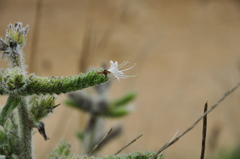 Echium italicum biebersteinii