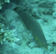 Halichoeres melanurus
