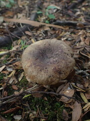 Russula vinaceocuticulata