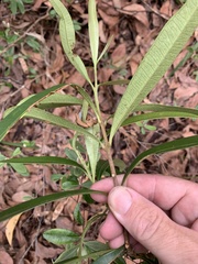 Samadera bidwillii