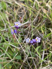 Linaria amethystea