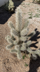Cylindropuntia echinocarpa