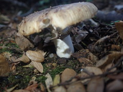 Russula vinaceocuticulata