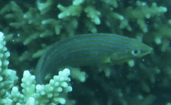 Halichoeres melanurus