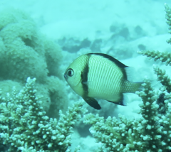 Dascyllus reticulatus