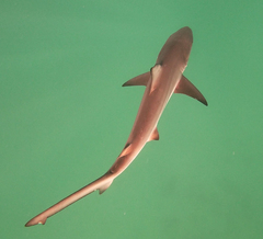 Carcharhinus limbatus