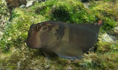 Ophioblennius steindachneri