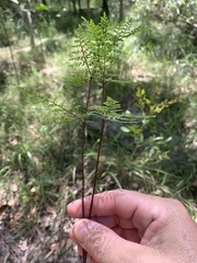 Cheilanthes tenuifolia