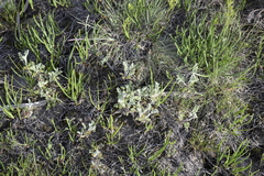 Artemisia santonicum