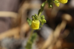 Calceolaria petioalaris