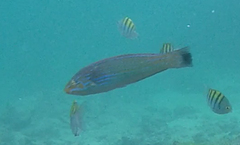 Halichoeres dispilus