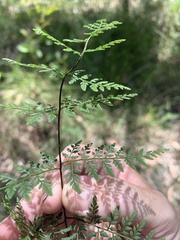 Cheilanthes tenuifolia