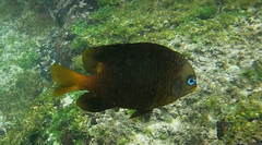 Stegastes arcifrons