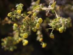 Calceolaria petioalaris