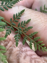 Cheilanthes tenuifolia
