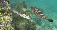 Sphoeroides annulatus