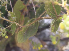 Calceolaria petioalaris