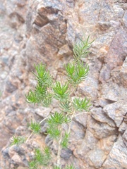 Peucephyllum schottii