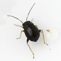 Slaterocoris