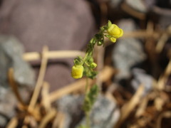 Calceolaria petioalaris