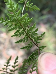 Cheilanthes tenuifolia
