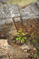 Digitalis laevigata graeca