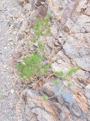 Peucephyllum schottii