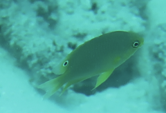 Pomacentrus moluccensis