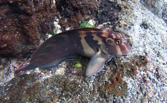 Ophioblennius steindachneri