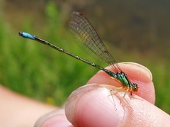 Enallagma antennatum
