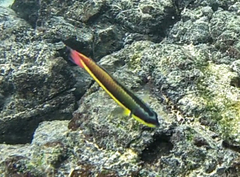 Thalassoma
