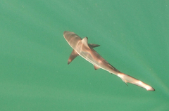 Carcharhinus limbatus