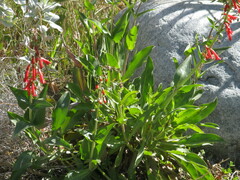 Epilobium canum