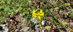 Erysimum cuspidatum
