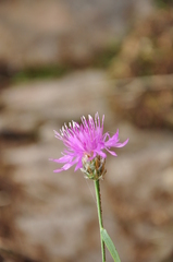 Centaurea deusta
